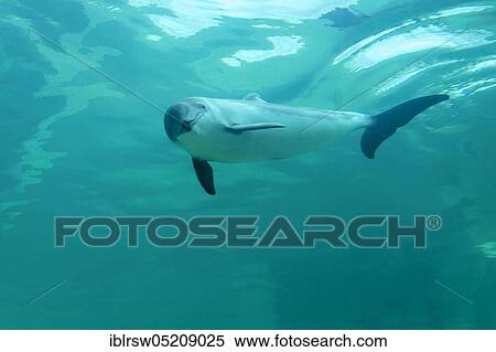 Stock Photography - Harbour porpoise (Phocoena phocoena) Eco Mare, De Koog, Texel, Netherlands. Fotosearch