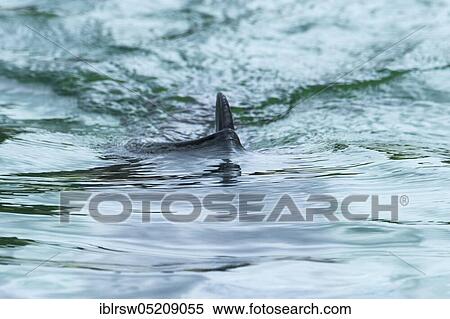 Stock Photography - Harbour porpoise (Phocoena phocoena) Eco Mare, De Koog, Texel, Netherlands. Fotosearch