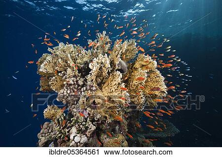 Harem flagfish and fire coral (Pseudanthias squamipinnis), Elphinstone, Red Sea, Egypt, Africa View Large Photo Image Stock Image - Harem flagfish and fire coral (Pseudanthias squamipinnis), Elphinstone, Red Sea, Egypt, Africa. Fotosearch