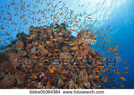 Harem flagfish on the reef (Pseudanthias squamipinnis), St. Johns, Red Sea, Egypt, Africa View Large Photo Image Picture - Harem flagfish on the reef (Pseudanthias squamipinnis), St. Johns, Red Sea, Egypt, Africa. Fotosearch