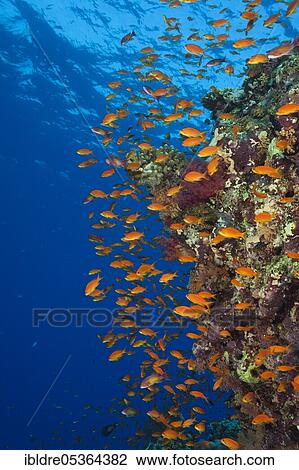 Harem flagfish on the reef (Pseudanthias squamipinnis), St. Johns, Red Sea, Egypt, Africa View Large Photo Image Stock Image - Harem flagfish on the reef (Pseudanthias squamipinnis), St. Johns, Red Sea, Egypt, Africa. Fotosearch