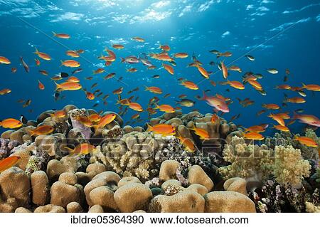 Harem flagfish on the reef (Pseudanthias squamipinnis), St. Johns, Red Sea, Egypt, Africa View Large Photo Image Stock Image - Harem flagfish on the reef (Pseudanthias squamipinnis), St. Johns, Red Sea, Egypt, Africa. Fotosearch