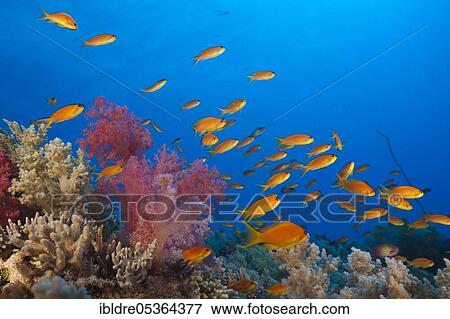 Harem flagfish on the reef (Pseudanthias squamipinnis), St. Johns, Red Sea, Egypt, Africa View Large Photo Image Stock Photo - Harem flagfish on the reef (Pseudanthias squamipinnis), St. Johns, Red Sea, Egypt, Africa. Fotosearch