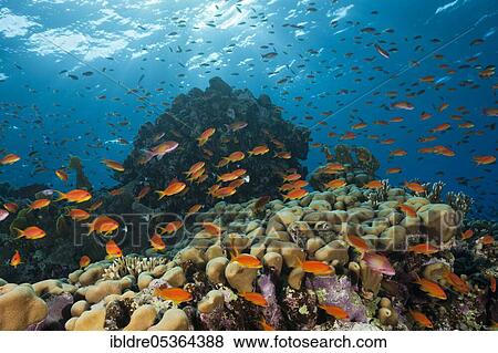 Harem flagfish on the reef (Pseudanthias squamipinnis), St. Johns, Red Sea, Egypt, Africa View Large Photo Image Stock Photo - Harem flagfish on the reef (Pseudanthias squamipinnis), St. Johns, Red Sea, Egypt, Africa. Fotosearch
