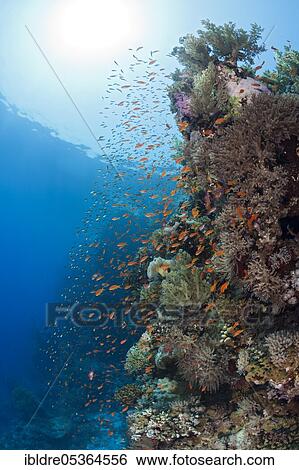 Harem flagfish on the reef (Pseudanthias squamipinnis), St. Johns, Red Sea, Egypt, Africa View Large Photo Image Stock Photograph - Harem flagfish on the reef (Pseudanthias squamipinnis), St. Johns, Red Sea, Egypt, Africa. Fotosearch