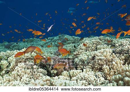 Harem flagfish on the reef top (Pseudanthias squamipinnis), St. Johns, Red Sea, Egypt, Africa View Large Photo Image Picture - Harem flagfish on the reef top (Pseudanthias squamipinnis), St. Johns, Red Sea, Egypt, Africa. Fotosearch