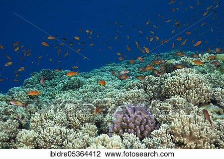 Harem flagfish on the reef top (Pseudanthias squamipinnis), St. Johns, Red Sea, Egypt, Africa View Large Photo Image Stock Image - Harem flagfish on the reef top (Pseudanthias squamipinnis), St. Johns, Red Sea, Egypt, Africa. Fotosearch