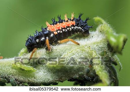Harlequin Ladybird (Harmonia axyridis) introduced species, larva, Germany, Europe View Large Photo Image Stock Image - Harlequin Ladybird (Harmonia axyridis) introduced species, larva, Germany, Europe. Fotosearch