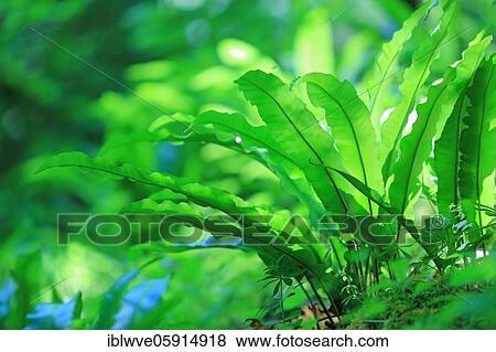 Hart's-tongue fern (Asplenium scolopendrium), Leptosporangiate ferns (Polypodiopsida), canyon forest, Finsteral, Beuron, Upper Danube nature park Park, Baden-Württemberg, Germany, Europe View Large Photo Image Stock Photo - Hart's-tongue fern (Asplenium scolopendrium), Leptosporangiate ferns (Polypodiopsida), canyon forest, Finsteral, Beuron, Upper Danube nature park Park, Baden-Württemberg, Germany, Europe. Fotosearch