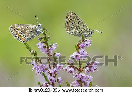 Stock Photography - Hauhechel blueberries on broom heath in the moor, Goldenstedter Moor, Lower Saxony, Germany, Europe. Fotosearch