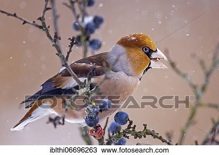 Hawfinch (Coccothraustes coccothraustes) Feeding on a blackthorn in the snow, Middle Elbe Biosphere Reserve, Saxony-Anhalt, Germany, Europe View Large Photo Image Stock Image - Hawfinch (Coccothraustes coccothraustes) Feeding on a blackthorn in the snow, Middle Elbe Biosphere Reserve, Saxony-Anhalt, Germany, Europe. Fotosearch