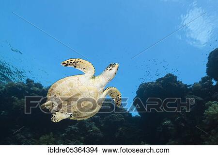 Hawksbill sea turtle (Eretmochelys imbricata), Rocky Island, Red Sea, Egypt, Africa View Large Photo Image Picture - Hawksbill sea turtle (Eretmochelys imbricata), Rocky Island, Red Sea, Egypt, Africa. Fotosearch