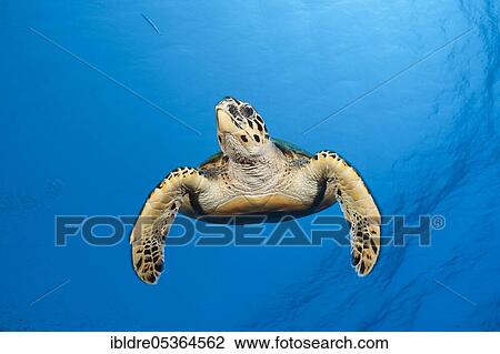 Hawksbill sea turtle (Eretmochelys imbricata), Elphinstone, Red Sea, Egypt, Africa View Large Photo Image Stock Image - Hawksbill sea turtle (Eretmochelys imbricata), Elphinstone, Red Sea, Egypt, Africa. Fotosearch