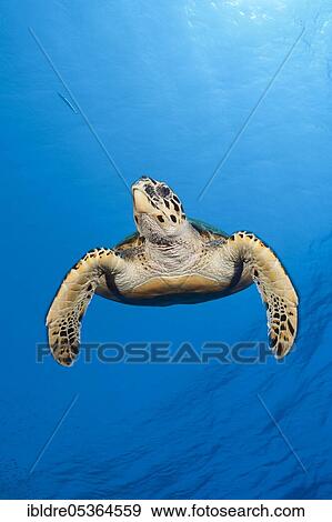 Hawksbill sea turtle (Eretmochelys imbricata), Elphinstone, Red Sea, Egypt, Africa View Large Photo Image Stock Photo - Hawksbill sea turtle (Eretmochelys imbricata), Elphinstone, Red Sea, Egypt, Africa. Fotosearch