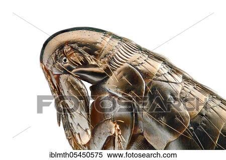 Head and front part of a bird flea (Ceratophyllus gallinae) exposed against a white background View Large Photo Image Stock Photography - Head and front part of a bird flea (Ceratophyllus gallinae) exposed against a white background. Fotosearch