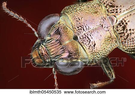 Head and neck shield of a Notiophilus (Notiophilus) View Large Photo Image Stock Photography - Head and neck shield of a Notiophilus (Notiophilus). Fotosearch