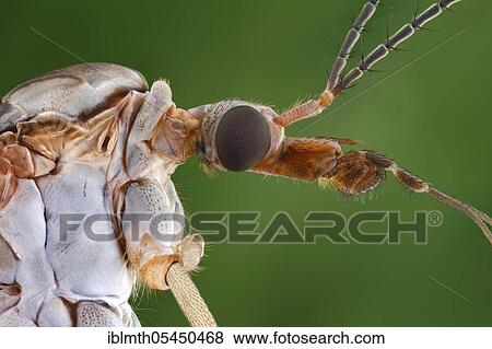 Head and thorax of a European crane fly (Tipula paludosa) in side view View Large Photo Image Stock Photo - Head and thorax of a European crane fly (Tipula paludosa) in side view. Fotosearch