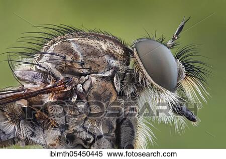 Head and thorax of a robber fly (Tolmerus atricapillus) in side view View Large Photo Image Stock Photography - Head and thorax of a robber fly (Tolmerus atricapillus) in side view. Fotosearch