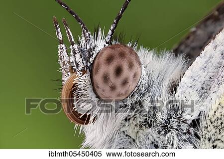 Stock Photography - Head of a butterfly, cabbage white, close-up. Fotosearch