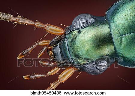 Stock Photograph - Head of a ground beetle (Anchomenus dorsalis) in dorsal view. Fotosearch