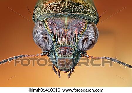 Head of a Notiophilus (Notiophilus) in frontal view View Large Photo Image Stock Photograph - Head of a Notiophilus (Notiophilus) in frontal view. Fotosearch