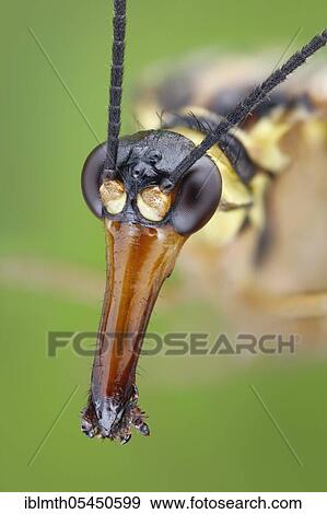Head of a scorpion fly (Panorpa communis) with beak-like extended mouth parts View Large Photo Image Stock Photo - Head of a scorpion fly (Panorpa communis) with beak-like extended mouth parts. Fotosearch