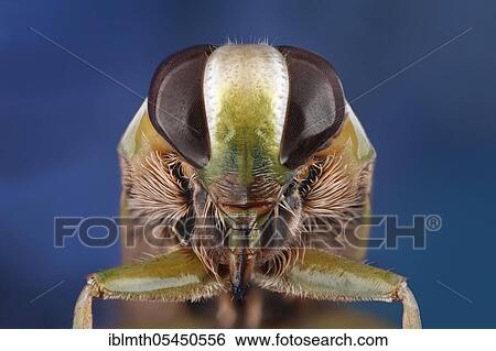Head of an s (Notonecta) in frontal view View Large Photo Image Stock Photograph - Head of an s (Notonecta) in frontal view. Fotosearch