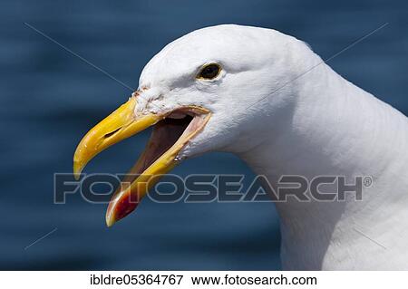 Stock Photo - Head of Kelp Gull (Larus dominicanus), Walvis Bay, Namibia, Africa. Fotosearch