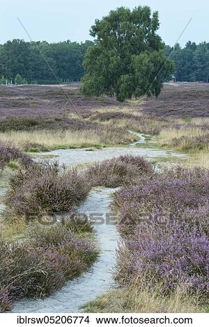 Heath in the Pestrup cemetery, Lower Saxony, Germany, Europe View Large Photo Image Picture - Heath in the Pestrup cemetery, Lower Saxony, Germany, Europe. Fotosearch