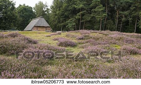 Stock Image - Heath in the Pestrup cemetery, Lower Saxony, Germany, Europe. Fotosearch