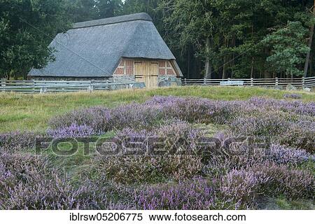 Stock Photography - Heath in the Pestrup cemetery, Lower Saxony, Germany, Europe. Fotosearch