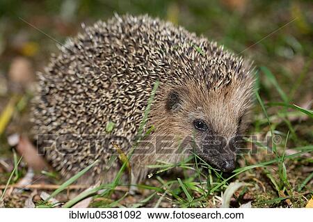 Stock Image - Hedgehog (Erinaceus europaeus). Fotosearch
