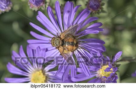 Hedgehog fly (Tachina fera), Aster (Aster), Geo-nature park Park Frau-Holle-Land, Hesse, Germany, Europe View Large Photo Image Stock Image - Hedgehog fly (Tachina fera), Aster (Aster), Geo-nature park Park Frau-Holle-Land, Hesse, Germany, Europe. Fotosearch
