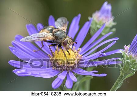 Stock Photo - Hedgehog fly (Tachina fera), Aster (Aster), Geo-nature park Park Frau-Holle-Land, Hesse, Germany, Europe. Fotosearch