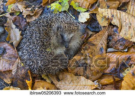 Stock Image - Hedgehogs (Erinaceus europaeus) in autumn foliage, Lower Saxony, Germany, Europe. Fotosearch