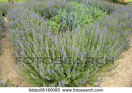 Herb hyssop (Herb hyssopus decumbens) (Herb hyssopus officinalis), carrot (Daucus carota), leek (Allium ampeloprasum var. porrum) View Large Photo Image Stock Image - Herb hyssop (Herb hyssopus decumbens) (Herb hyssopus officinalis), carrot (Daucus carota), leek (Allium ampeloprasum var. porrum). Fotosearch