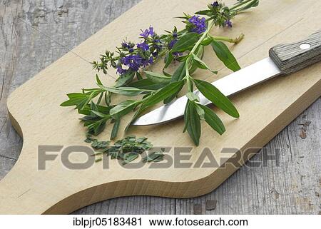 Herb hyssop (Hyssopus officinalis) kitchen knife on cutting board View Large Photo Image Stock Image - Herb hyssop (Hyssopus officinalis) kitchen knife on cutting board. Fotosearch