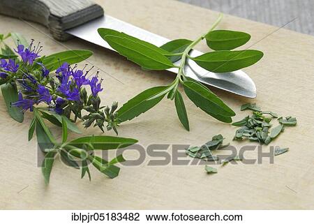 Stock Image - Herb hyssop (Hyssopus officinalis) kitchen knife on cutting board. Fotosearch
