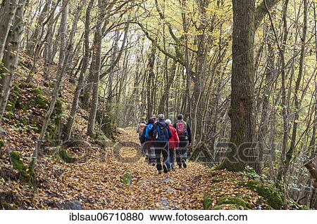 Hiking group, yellow carpet of leaves on hiking trail, foliage colouring, oak-hornbeam forest (Carpinus betulus) in autumn, sessile oak (Quercus petraea) and hornbeam, mixed deciduous forest, Hahnenbachtal near Bundenbach, Hunsrück,... View Large Photo Image Stock Image - Hiking group, yellow carpet of leaves on hiking trail, foliage colouring, oak-hornbeam forest (Carpinus betulus) in autumn, sessile oak (Quercus petraea) and hornbeam, mixed deciduous forest, Hahnenbachtal near Bundenbach, Hunsrück,.... Fotosearch