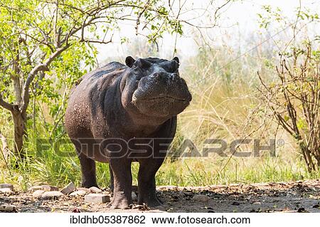 Stock Image - Hippopotamus (Hippopotamus amphibius), Moremi Game Reserve, Okavango Delta, Botswana, Africa. Fotosearch