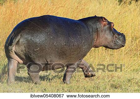 Hippopotamus (Hippopotamus amphibius) Okavango Delta, Botswana, Africa View Large Photo Image Stock Photo - Hippopotamus (Hippopotamus amphibius) Okavango Delta, Botswana, Africa. Fotosearch