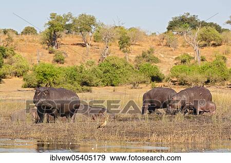 Hippos, Chobe River (hippopotamus), Botswana, Africa View Large Photo Image Stock Photo - Hippos, Chobe River (hippopotamus), Botswana, Africa. Fotosearch