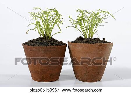 Stock Photo - Historical clay pots, dill (Anethum graveolens). Fotosearch