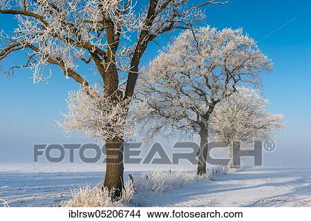 Picture - Hoarfrost on Oaks (Quercus) Lower Saxony, Germany, Europe. Fotosearch