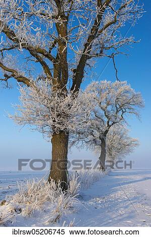 Stock Photography - Hoarfrost on Oaks (Quercus) Lower Saxony, Germany, Europe. Fotosearch
