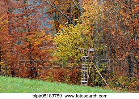 Hochsitz and beech forest, hunting lodge, high stand, Rhön, Bavaria, Germany, Europe View Large Photo Image Stock Photo - Hochsitz and beech forest, hunting lodge, high stand, Rhön, Bavaria, Germany, Europe. Fotosearch