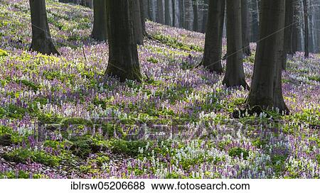Hohle Lerchensporn (Corydalis cava), Lower Saxony, Germany, Europe View Large Photo Image Stock Photo - Hohle Lerchensporn (Corydalis cava), Lower Saxony, Germany, Europe. Fotosearch