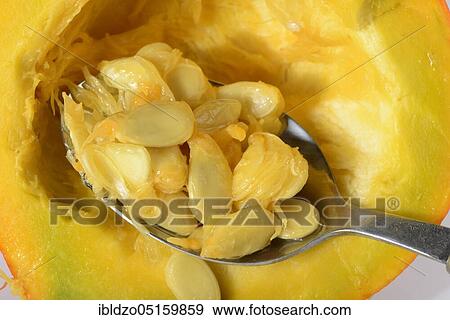 Hokkaido pumpkin, seeds (Cucurbita maxima), pumpkin, pumpkin seeds View Large Photo Image Stock Photo - Hokkaido pumpkin, seeds (Cucurbita maxima), pumpkin, pumpkin seeds. Fotosearch