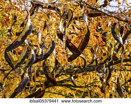 Stock Image - Honey Locust (Gleditsia triacanthos) in autumn with pulses, Hamburg, Germany, Europe. Fotosearch