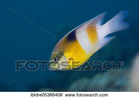 Stock Photo - Honeyhead damselfish, Dischistodus prosopotaenia, Russell Islands, Solomon Islands, Oceania. Fotosearch